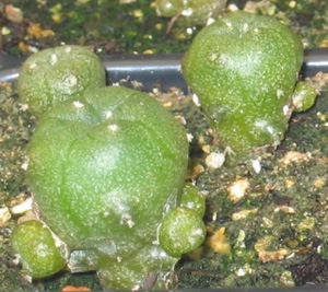 Lophophora Williamsii var. Caespitosa five month old seedlings